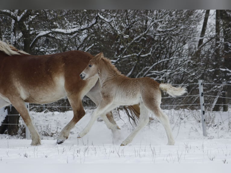 Haflinger Stallion Foal (01/2024) 14,2 hh in Trebbin