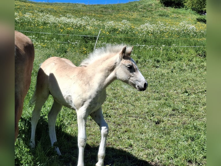 Haflinger Stallion Foal (02/2026) 14.2 hh  in Landeck