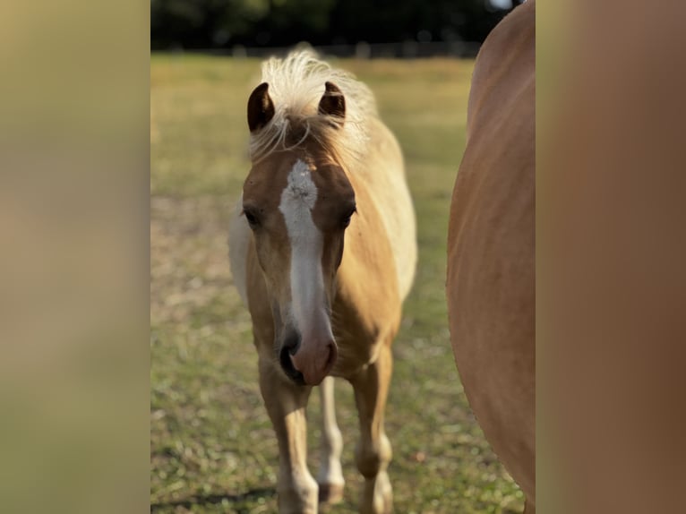 Haflinger Stallion Foal (03/2026) 14.2 hh  in Seedorf