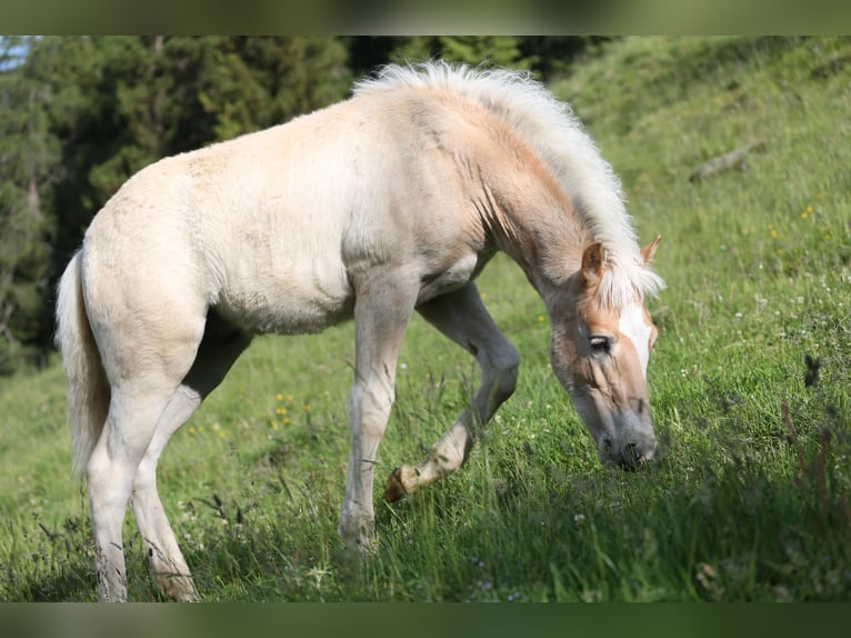 Haflinger Stallion Foal (03/2026) 14.3 hh Chestnut-Red in Weer