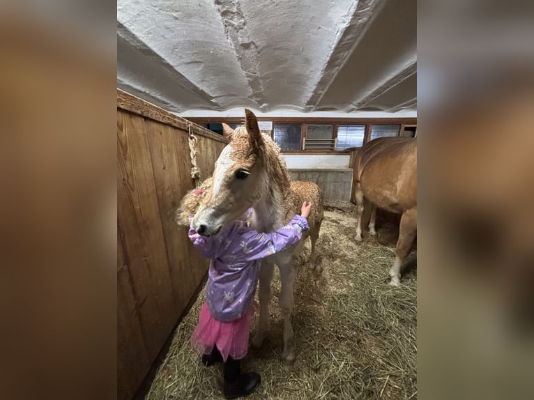 Haflinger Stallion Foal (03/2026) 14.3 hh Chestnut-Red in Weer