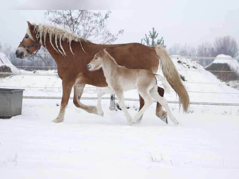 Haflinger Stallion Foal (01/2024) 14,3 hh in Trebbin