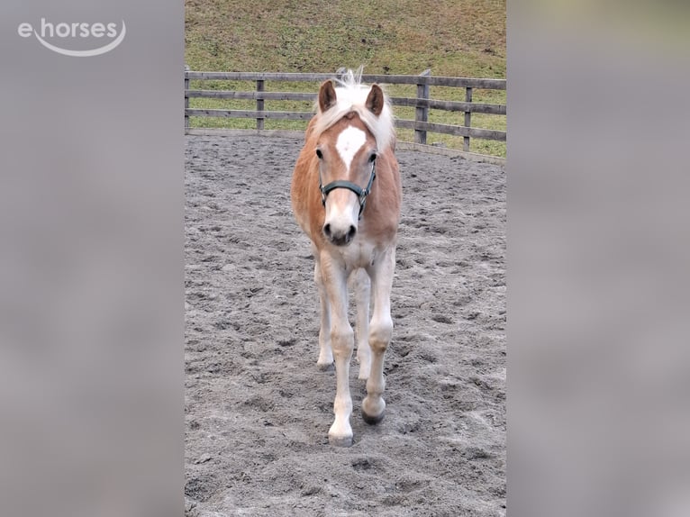 Haflinger Stallion Foal (03/2026) 14.3 hh  in Nauders