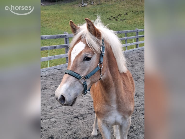 Haflinger Stallion Foal (03/2026) 14.3 hh  in Nauders