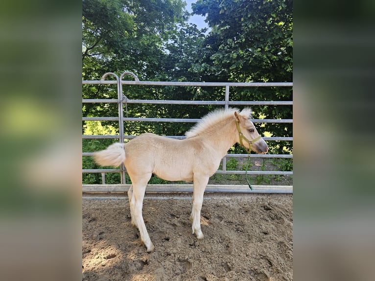 Haflinger Stallion Foal (03/2025) 14,1 hh Chestnut-Red in Steinen