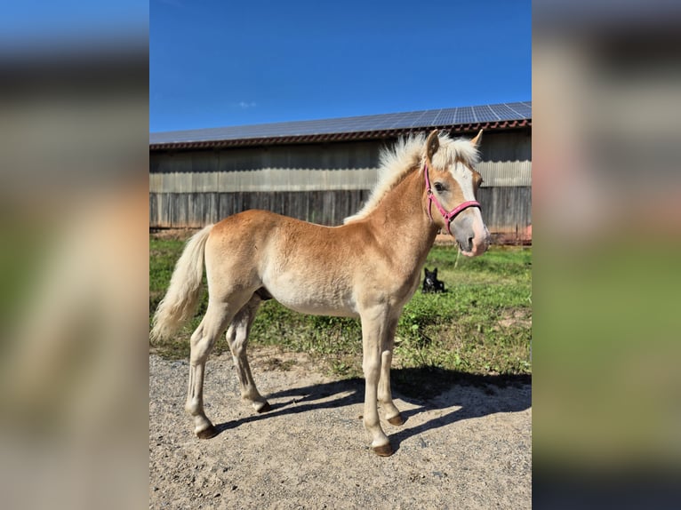 Haflinger Stallion Foal (03/2025) 14,1 hh Chestnut-Red in Steinen