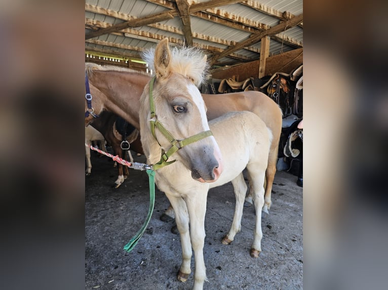 Haflinger Stallion Foal (03/2025) 14,1 hh Chestnut-Red in Steinen