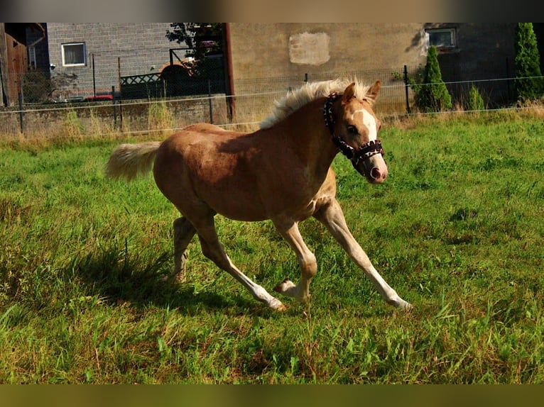 Haflinger Stallion Foal (04/2025) 14,1 hh Palomino in Str&#x119;goborzyce