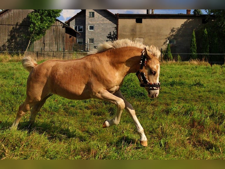 Haflinger Stallion Foal (04/2025) 14,1 hh Palomino in Str&#x119;goborzyce
