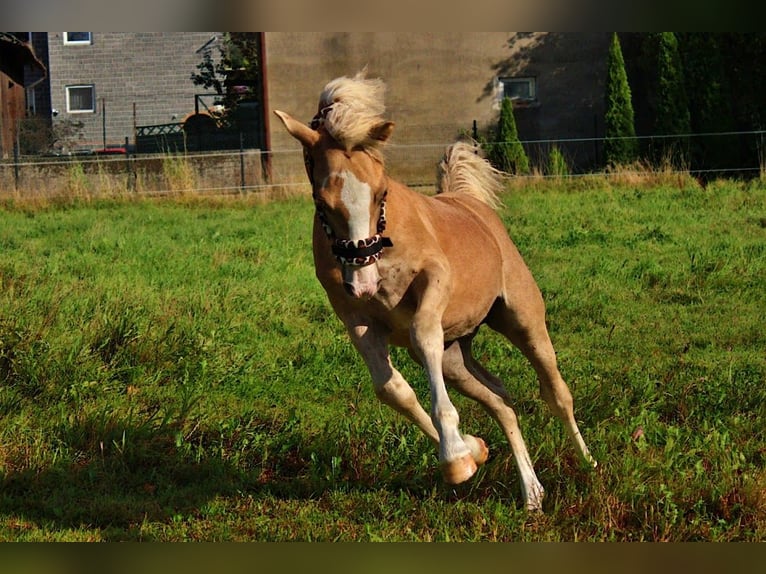 Haflinger Stallion Foal (04/2025) 14,1 hh Palomino in Str&#x119;goborzyce