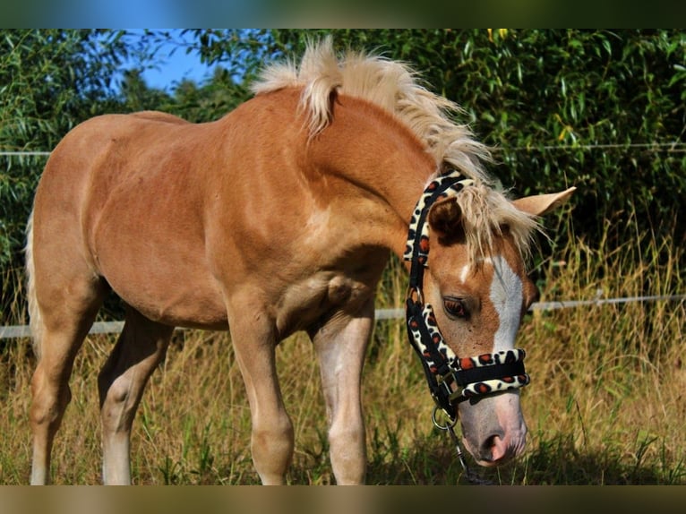 Haflinger Stallion Foal (04/2025) 14,1 hh Palomino in Str&#x119;goborzyce
