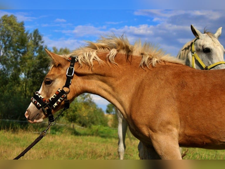 Haflinger Stallion Foal (04/2025) 14,1 hh Palomino in Str&#x119;goborzyce