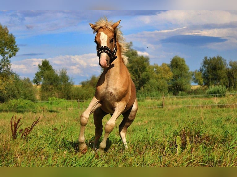 Haflinger Stallion Foal (04/2025) 14,1 hh Palomino in Str&#x119;goborzyce