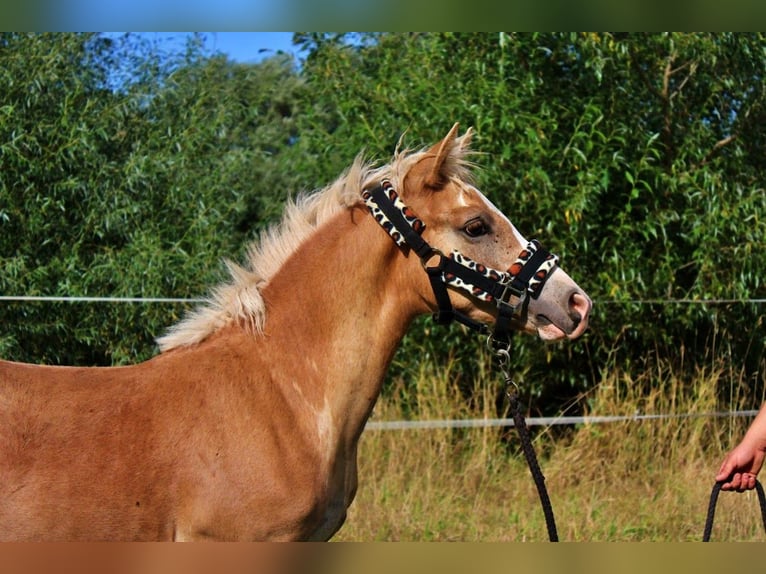 Haflinger Stallion Foal (04/2025) 14,1 hh Palomino in Str&#x119;goborzyce