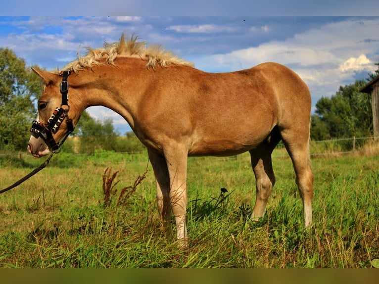 Haflinger Stallion Foal (04/2025) 14,1 hh Palomino in Str&#x119;goborzyce