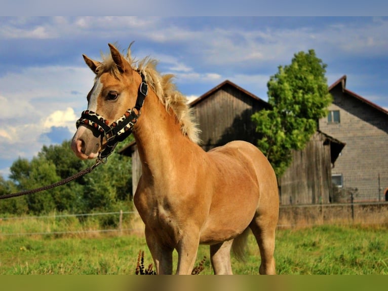 Haflinger Stallion Foal (04/2025) 14,1 hh Palomino in Str&#x119;goborzyce