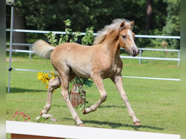 Haflinger Stallion Foal (04/2025) 14,2 hh Chestnut-Red in Wittingen-Vorhop