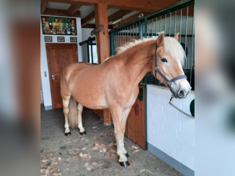Haflinger Stallion Foal (04/2025) 14,2 hh Chestnut-Red in Wittingen-Vorhop