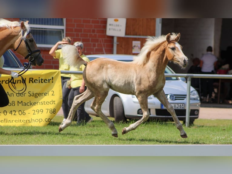 Haflinger Stallion Foal (04/2025) 14,2 hh Chestnut-Red in Wittingen-Vorhop
