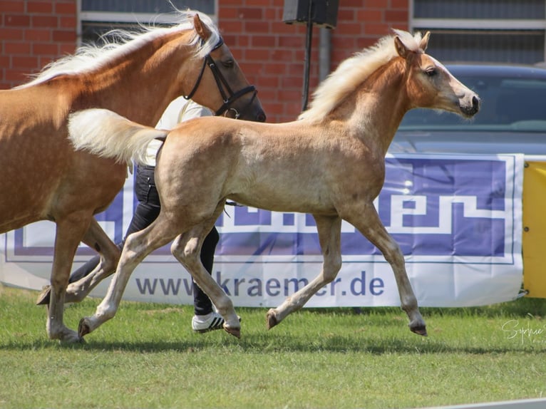 Haflinger Stallion Foal (04/2025) 14,2 hh Chestnut-Red in Wittingen-Vorhop