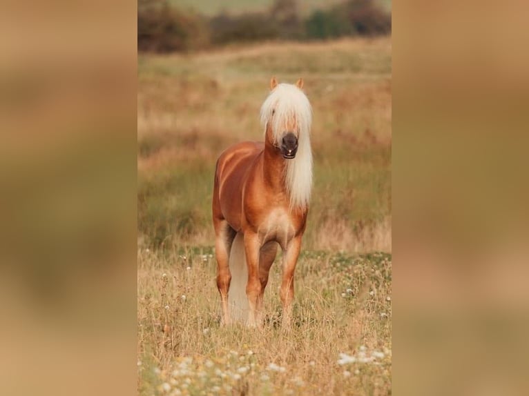 Haflinger Stallion Foal (04/2025) 14,2 hh Chestnut-Red in Wittingen-Vorhop