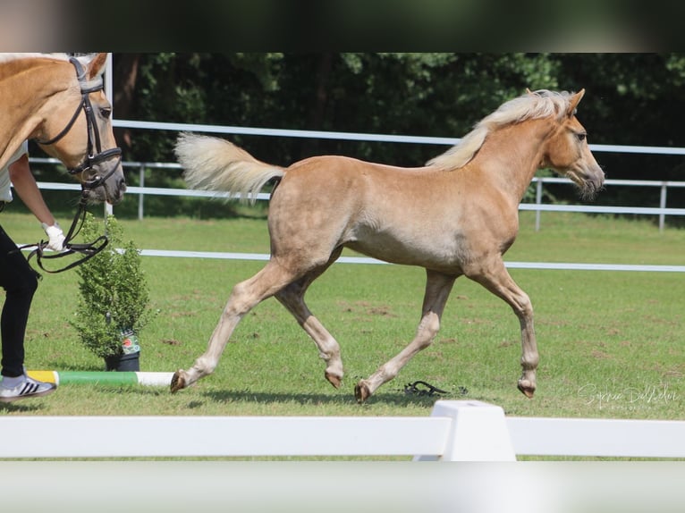 Haflinger Stallion Foal (04/2025) 14,2 hh Chestnut-Red in Wittingen-Vorhop