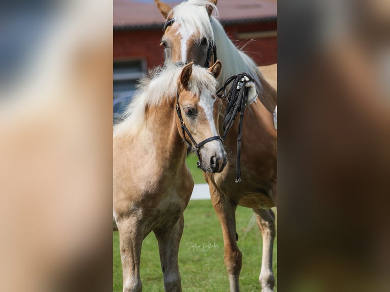 Haflinger Stallion Foal (04/2025) 14,2 hh Chestnut-Red in Wittingen-Vorhop