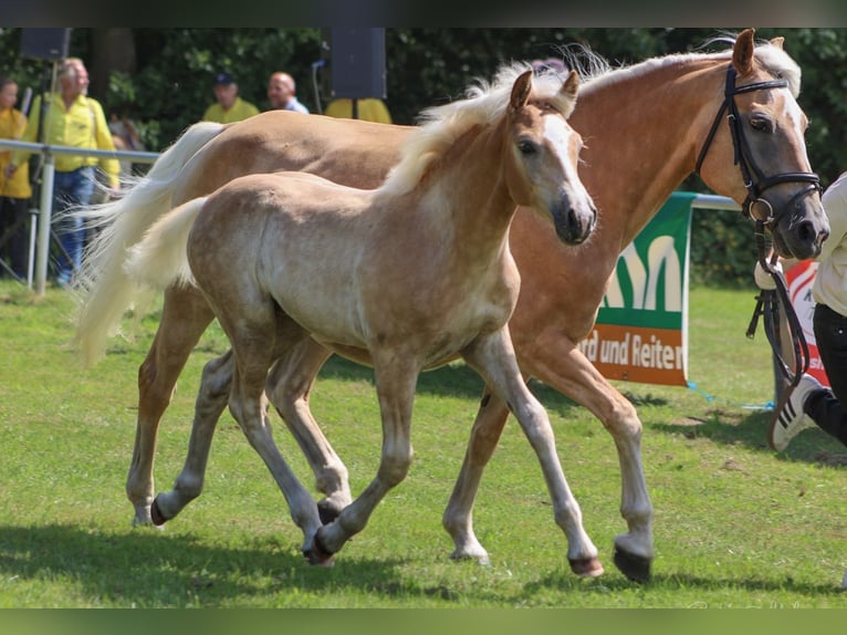 Haflinger Stallion Foal (04/2025) 14,2 hh Chestnut-Red in Wittingen-Vorhop