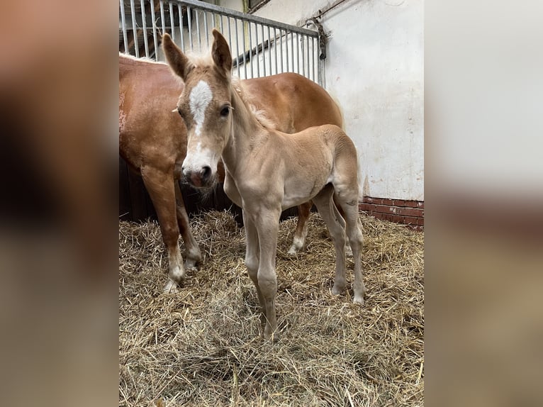 Haflinger Stallion  14,2 hh Chestnut-Red in Wasb&#xFC;ttel