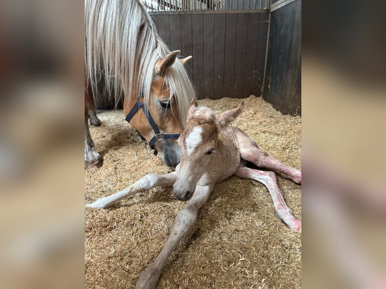 Haflinger Stallion  14,3 hh Chestnut-Red in Schijndel