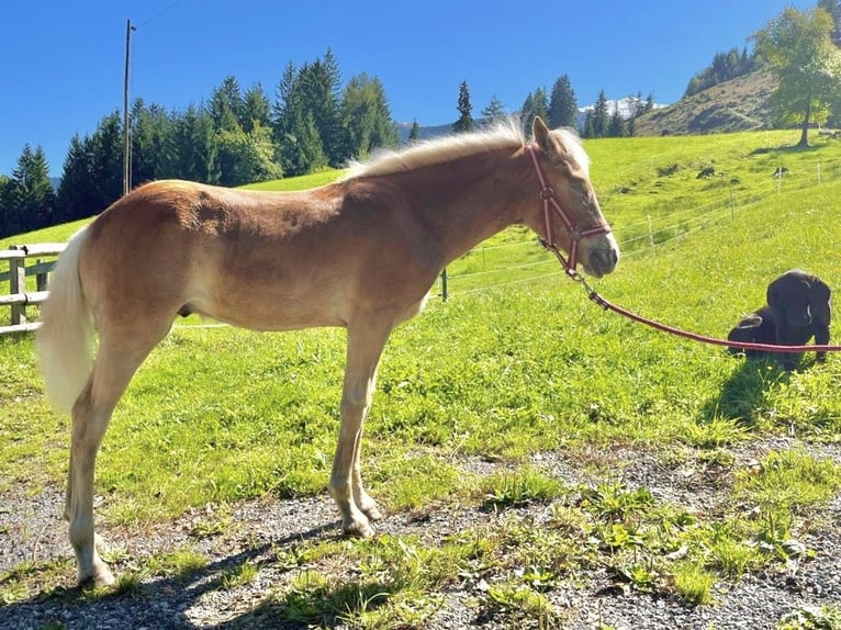 Haflinger Stallion Foal (03/2025) 14,3 hh Chestnut-Red in Weerberg