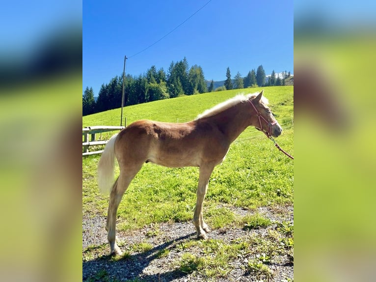 Haflinger Stallion Foal (03/2025) 14,3 hh Chestnut-Red in Weerberg