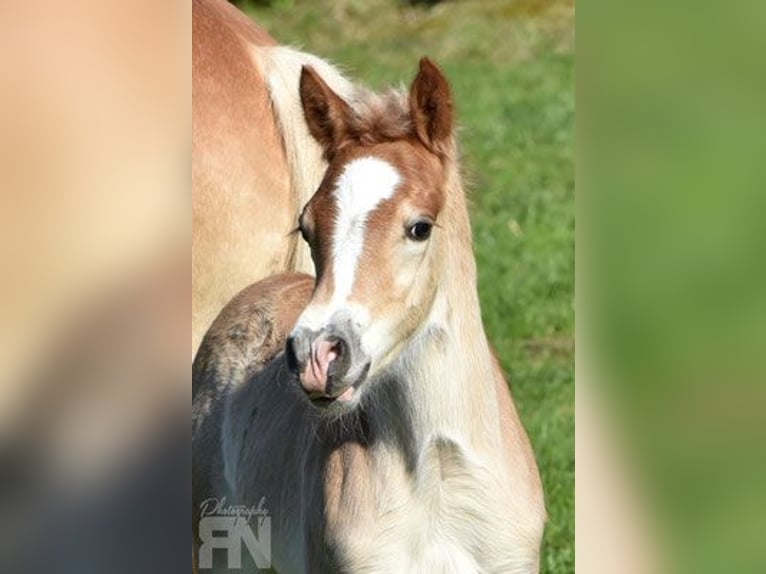 Haflinger Stallion Foal (03/2025) 14,3 hh Chestnut-Red in Weerberg