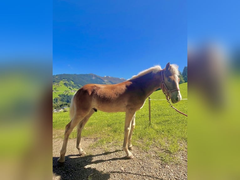 Haflinger Stallion Foal (03/2025) 14,3 hh Chestnut-Red in Weerberg