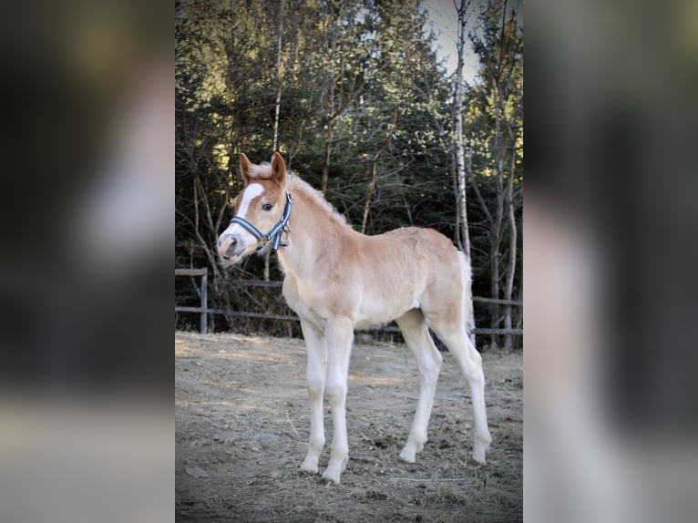 Haflinger Stallion Foal (03/2025) 14,3 hh Chestnut-Red in Weerberg