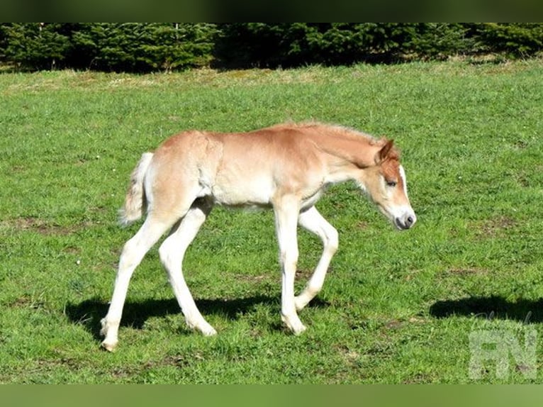 Haflinger Stallion Foal (03/2025) 14,3 hh Chestnut-Red in Weerberg