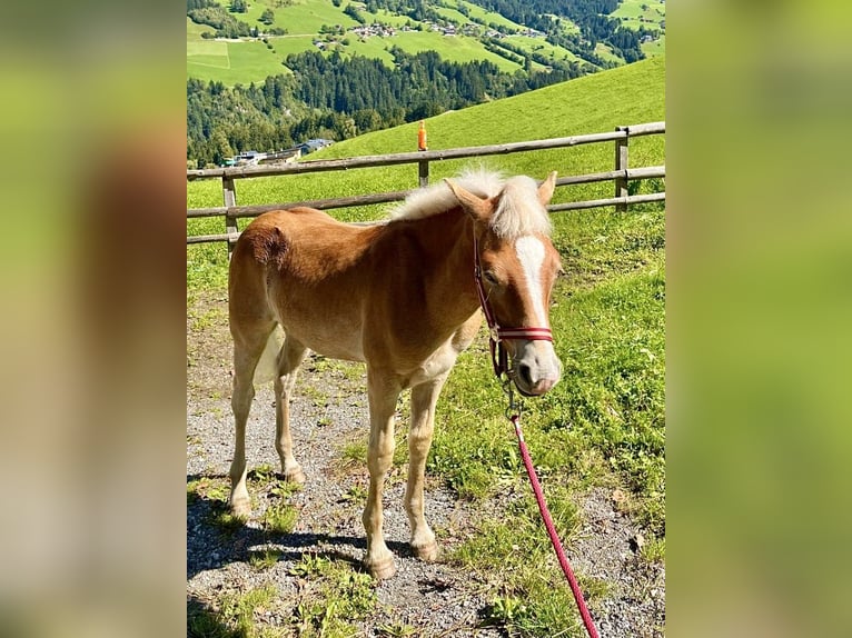 Haflinger Stallion Foal (03/2025) 14,3 hh Chestnut-Red in Weerberg