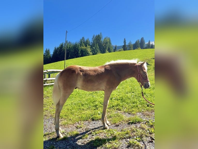 Haflinger Stallion Foal (03/2025) 14,3 hh Chestnut-Red in Weerberg