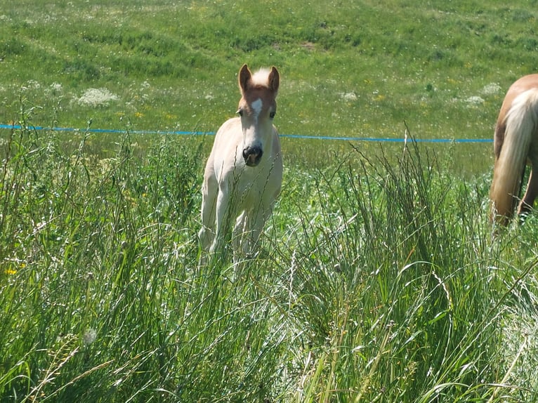 Haflinger Stallion Foal (03/2024) 15,1 hh in Landeck