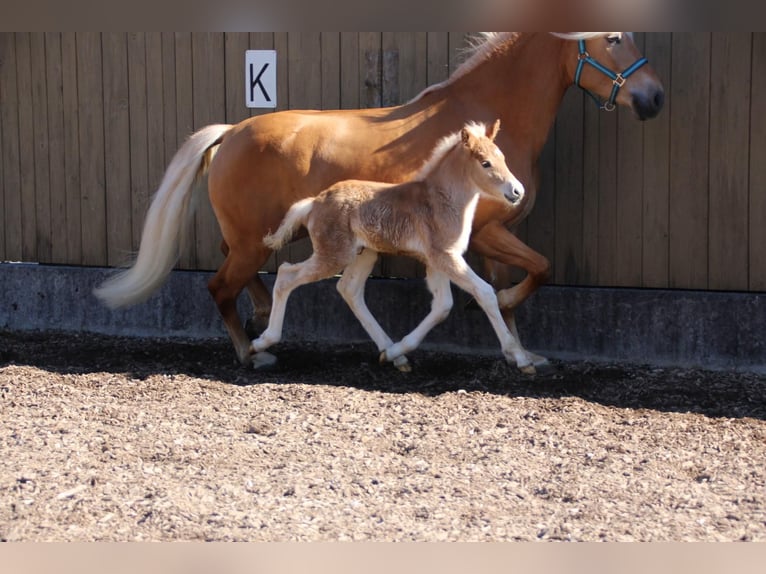 Haflinger Stallion Foal (03/2026) 15.1 hh  in Münster