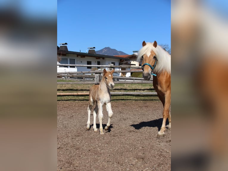 Haflinger Stallion Foal (03/2026) 15.1 hh  in Münster