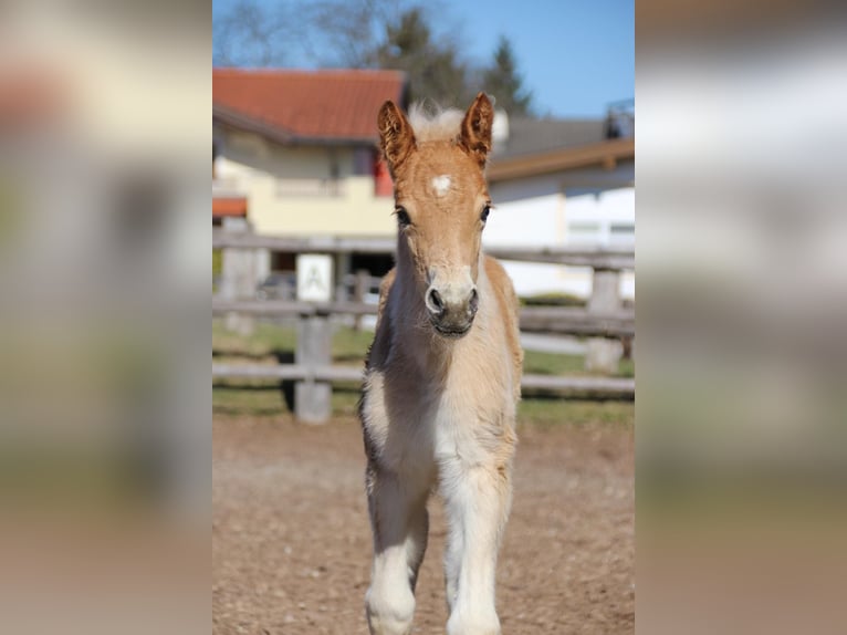 Haflinger Stallion Foal (03/2026) 15.1 hh  in Münster