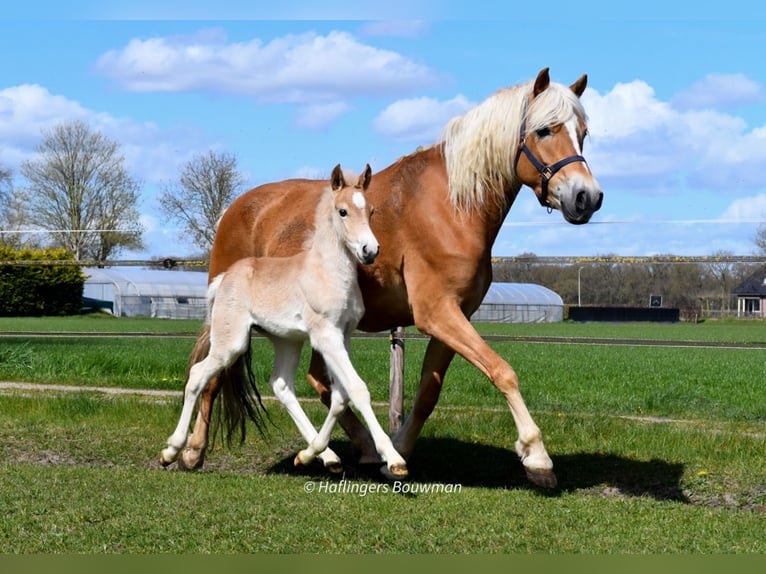 Haflinger Stallion Foal (03/2026) 15.1 hh Chestnut-Red in Emmen
