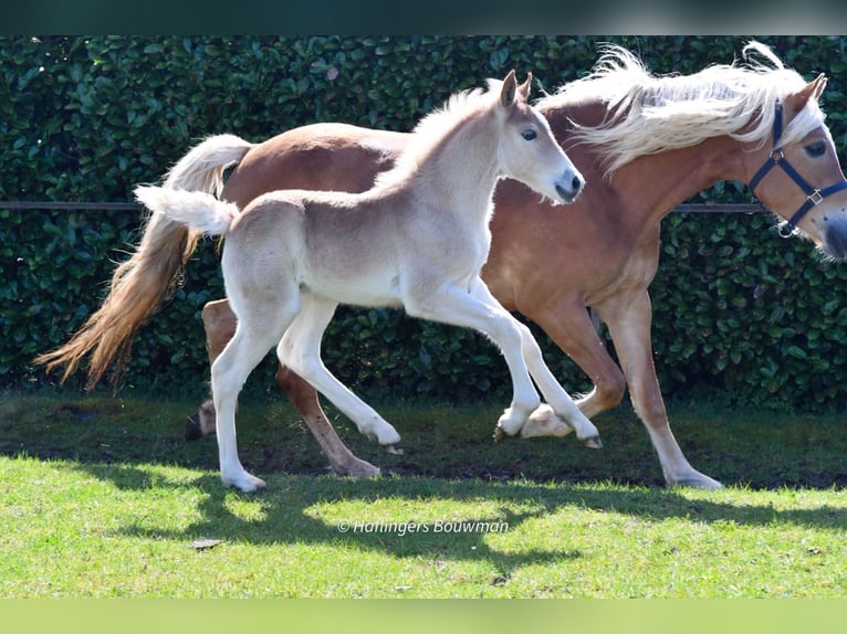 Haflinger Stallion Foal (03/2026) 15.1 hh Chestnut-Red in Emmen
