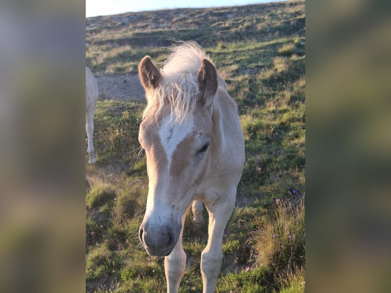 Haflinger Stallion Foal (03/2026) 15.1 hh Chestnut-Red in Nauders
