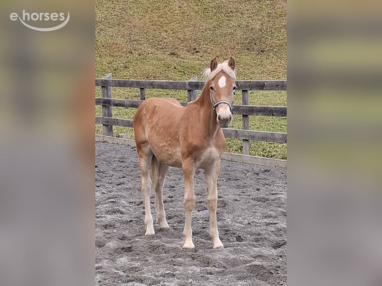 Haflinger Stallion Foal (03/2026) 15.1 hh Dun in Nauders