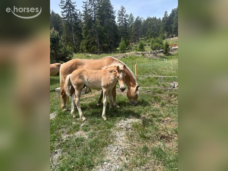Haflinger Stallion Foal (03/2026) 15.1 hh Dun in Nauders