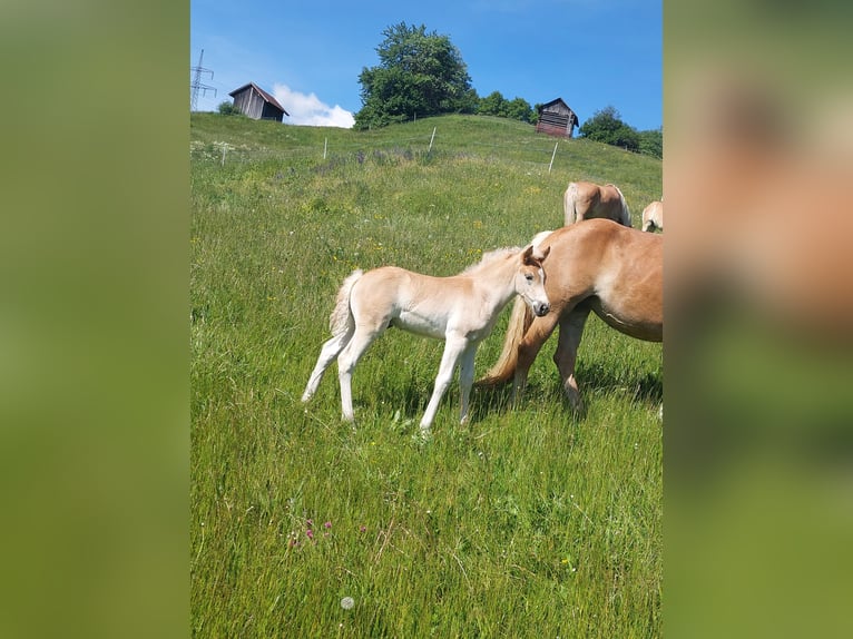 Haflinger Stallion Foal (04/2024) 15,1 hh in Landeck