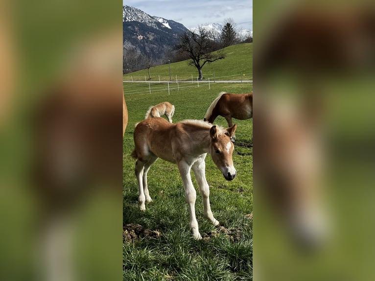 Haflinger Stallion Foal (03/2025) 15 hh Chestnut-Red in Bad Hindelang