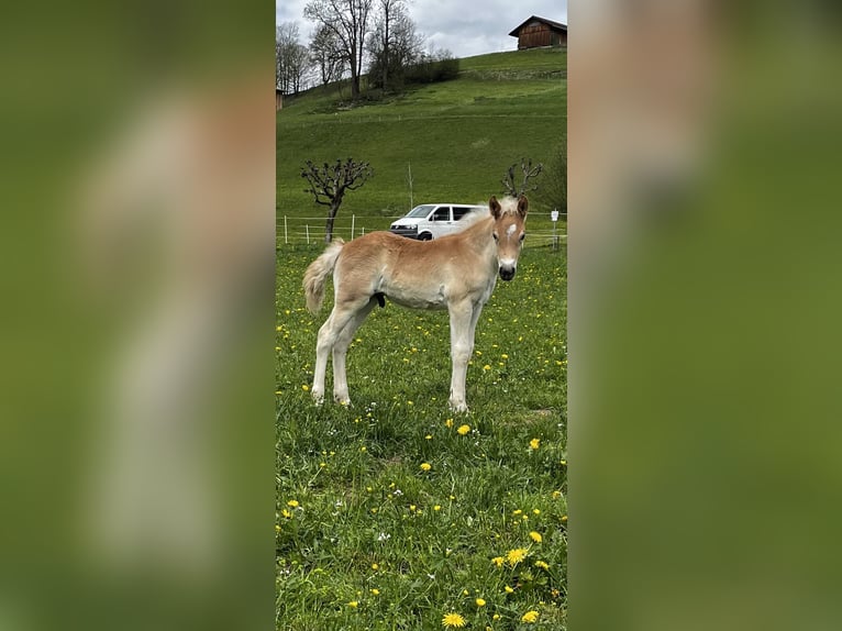 Haflinger Stallion Foal (03/2025) 15 hh Chestnut-Red in Bad Hindelang